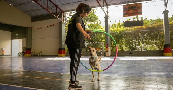 איך לבחור מאלף כלבים: 8 שאלות חובה לפני שסוגרים