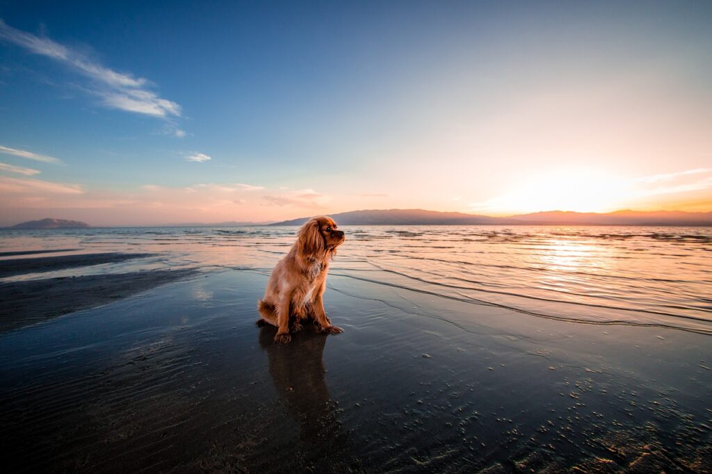 כלב על החוף