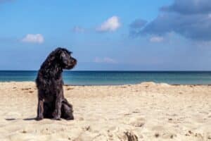 כלב על החוף
