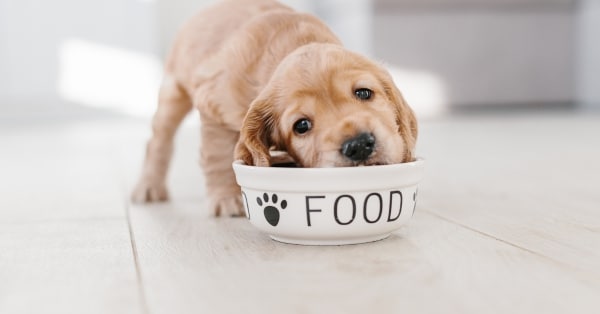 הבנת הצרכים התזונתיים של כלבים